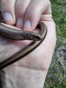 Female slow worm