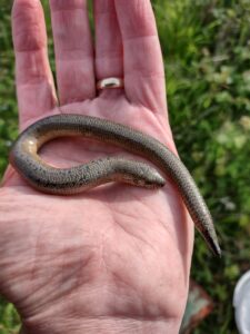 Male slow worm